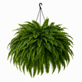 💛Glowing Boston Ferns– 🌿 Zero Watering, Zero Maintenance